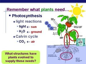 How to remember photosynthesis