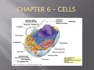 CHAPTER 6 CELLS 1 Light Microscopes Light microscopes