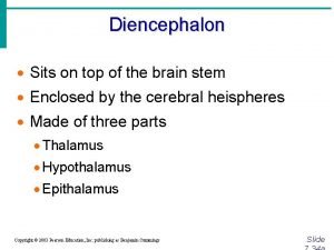 Brain diencephalon