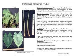 Colocasia esculenta Ohe 3703 Lisa Raymond 3705 Origin