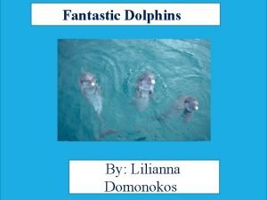 Fantastic Dolphins By Lilianna Domonokos Amazing Dolphins Facts