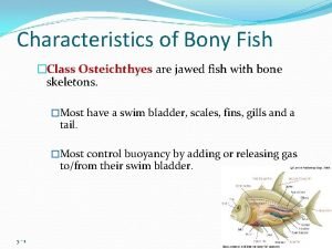 Characteristics of a bony fish