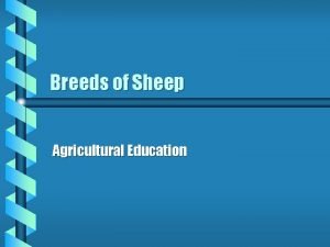 Breeds of Sheep Agricultural Education Cheviot b Originated