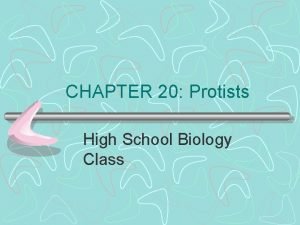 Fun fact about protists