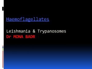 Haemoflagellates Leishmania Trypanosomes Dr MONA BADR Different stages