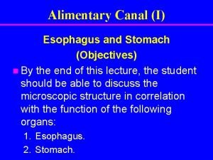Alimentary Canal I Esophagus and Stomach Objectives n