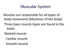 Anterior torso muscles