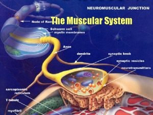 The Muscular System Muscle Tissues Skeletal striated multinucleate