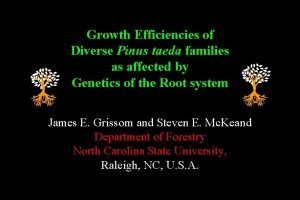 Growth Efficiencies of Diverse Pinus taeda families as