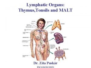 Lymphatic Organs Thymus Tonsils and MALT Dr Zita
