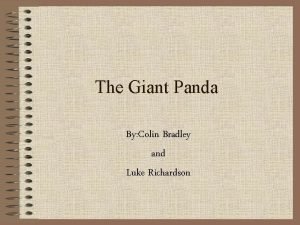 Giant panda diet