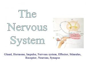 Gland Hormone Impulse Nervous system Effector Stimulus Receptor