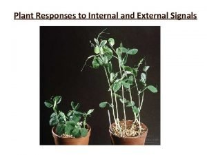 Plant Responses to Internal and External Signals Hormones