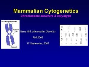 Mammalian Cytogenetics Chromosome structure karyotype Gene 405 Mammalian Mammalian Cytogenetics Chromosome structure karyotype Gene 405 Mammalian