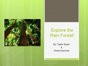 Explore the Rain Forest By Taylor Boyer Chelsi