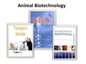 Animal Biotechnology Herman the transgenic bull with five