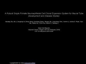 A Robust Single Primate Neuroepithelial Cell Clonal Expansion