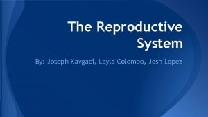The Reproductive System By Joseph Kavgaci Layla Colombo