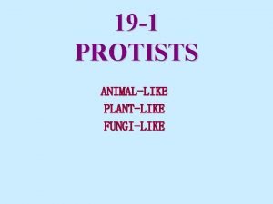 19 1 PROTISTS ANIMALLIKE PLANTLIKE FUNGILIKE GENERAL PROTIST