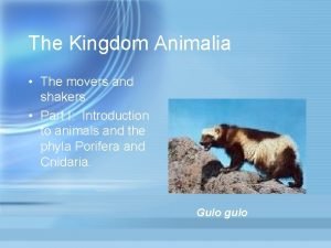 The Kingdom Animalia The movers and shakers Part