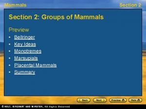 Mammals Section 2 Groups of Mammals Preview Bellringer
