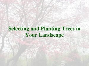 Selecting and Planting Trees in Your Landscape Tree