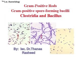 Grampositive rods