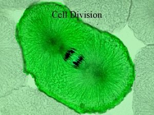 Cell Division Cell Division Questions to consider Where
