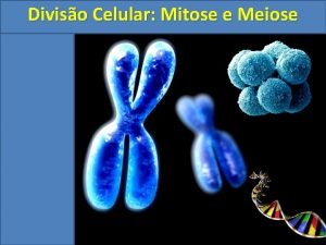 Diviso Celular Mitose e Meiose Diviso Celular Mitose