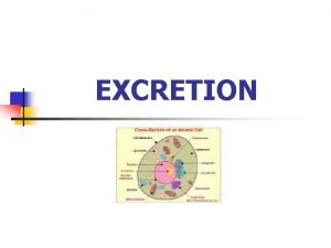 Excretion