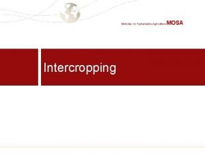 Modules on Sustainable Agriculture MOSA Intercropping 1 What