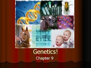 Genetics Chapter 9 Objectives l Define homozygous heterozygous