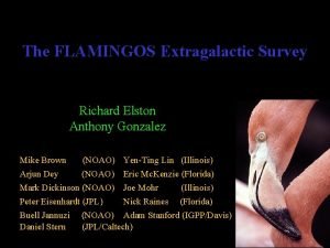 The FLAMINGOS Extragalactic Survey Richard Elston Anthony Gonzalez