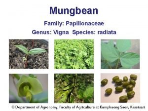 Mungbean Family Papilionaceae Genus Vigna Species radiata Department