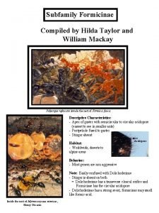 Subfamily Formicinae Compiled by Hilda Taylor and William