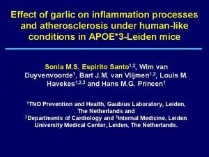 Effect of garlic on inflammation processes and atherosclerosis