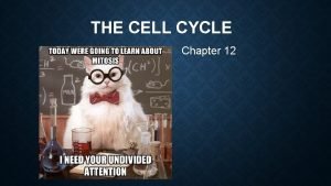 THE CELL CYCLE Chapter 12 YOU MUST KNOW
