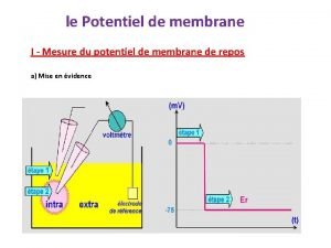 le Potentiel de membrane I Mesure du potentiel