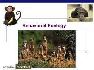 Behavioral Ecology AP Biology meerkats Why study behavior