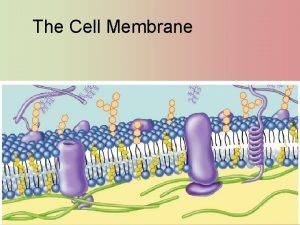 Cell membrane phosphate head