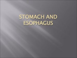 STOMACH AND ESOPHAGUS Esophagus The esophagus is a