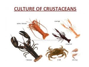 CULTURE OF CRUSTACEANS SHRIMP CULTURE Major cultivated species