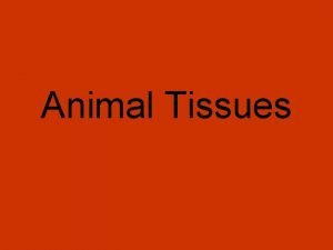 Animal Tissues Categories of Tissues Epithelium Connective Muscle
