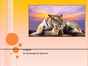 TIGERS An Endangered Species TIGERS ARE AN IMPORTANT