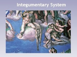 Integumentary System The Integumentary System The integument or