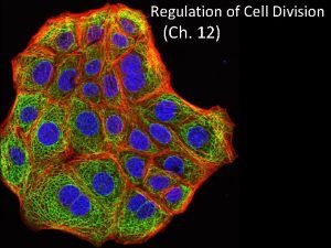 Regulation of Cell Division Ch 12 Coordination of