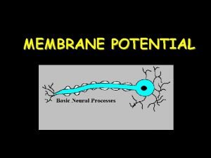 Resting membrane potential