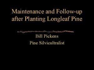 Maintenance and Followup after Planting Longleaf Pine Bill