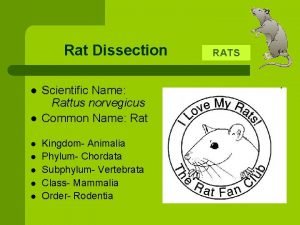 Rat digestive system diagram