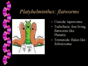 Platyhelminthes flatworms Cestoda tapeworms w Turbellaria free living